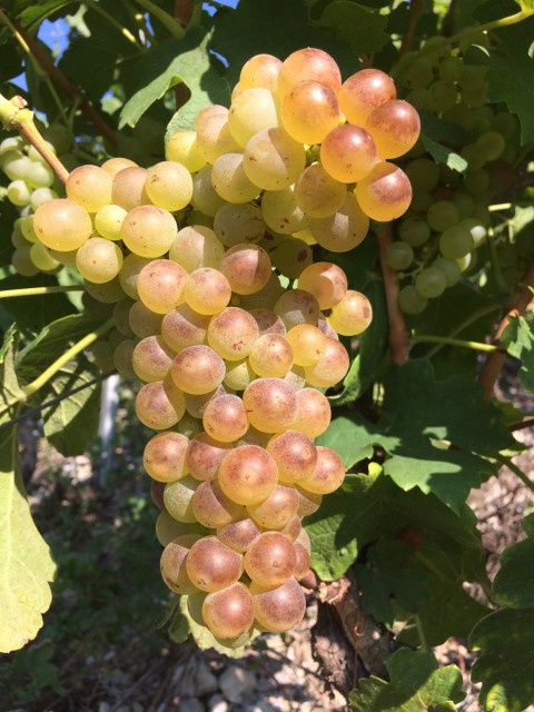 roussanne grapes