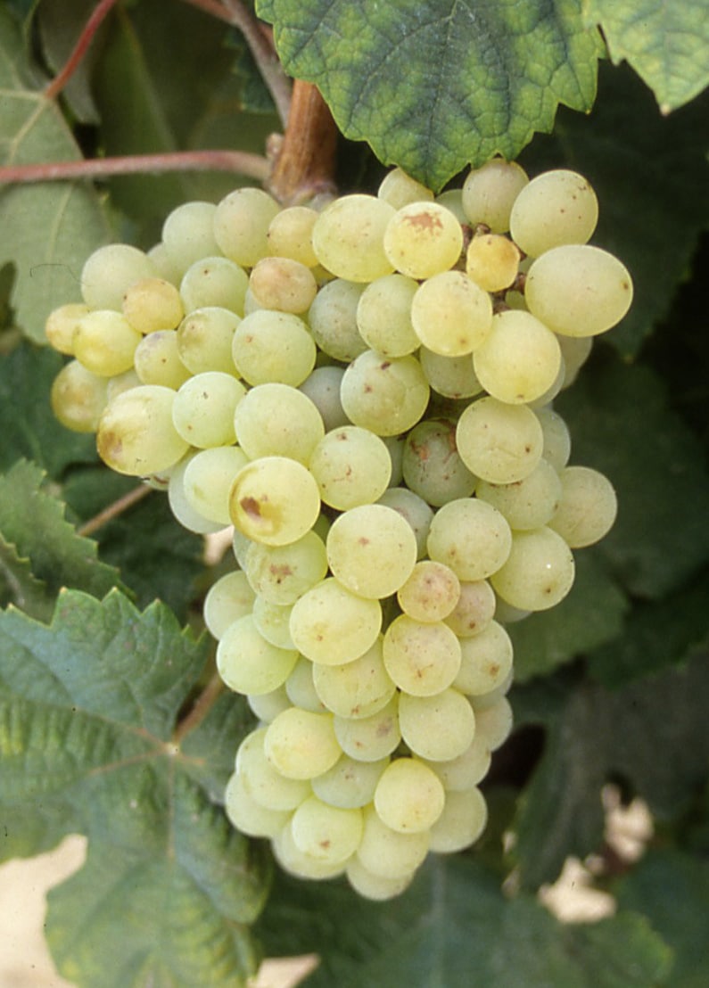 clairette grapes
