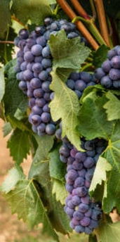 GRENACHE GRAPES