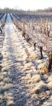 VIGNES EN HIVER VIGNES EN HIVER
