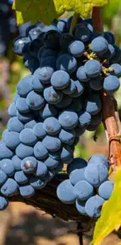 SYRAH GRAPES